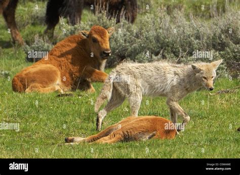  Coyote and the Buffalo Herd! A Tale of Trickery and the Importance of Respect