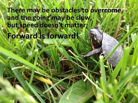  Why Did the Tortoise Not Give Up? A Tale of Perseverance and Cleverness from 10th Century Nigeria!